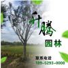長期供應(yīng)優(yōu)質(zhì)草坪 喬木樸樹 叢生樸樹 櫸樹