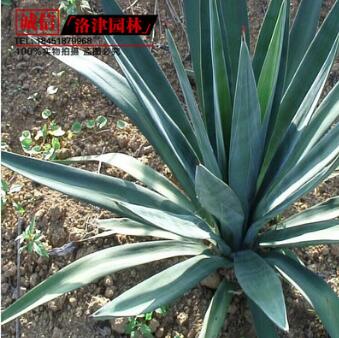 基地直銷劍麻 綠化苗木 優(yōu)質(zhì)劍麻 劍麻苗 鳳尾蘭小苗劍麻大苗