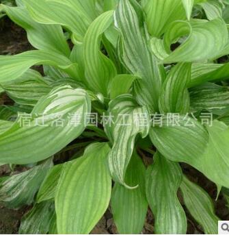 玉簪苗 金邊玉簪苗 觀葉植物庭院綠化 青葉玉簪花 白玉簪花苗批發(fā)