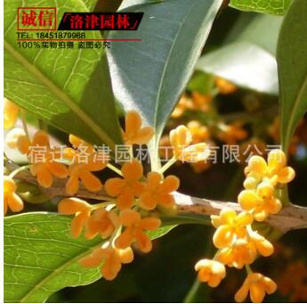 桂花苗 金桂八月桂 庭院盆栽桂花 芳香迷人當(dāng)年開(kāi)花8-10-15公分
