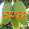 占地苗批發(fā)基地直銷大量供應(yīng)金煌芒/四季蜜芒/凱特苗等…各種芒果