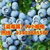 占地苗基地批發(fā)水果樹苗 發(fā)貨3年苗 南高叢 兔眼藍莓樹苗藍梅苗