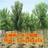 苗圃直銷櫸樹苗 櫸樹小苗 大規格櫸樹 工程專用 低價批發