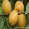 基地批發(fā)杏樹 成活率高杏樹 適應性強 金太陽杏樹 規(guī)格多樣