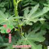 無花果樹 仁源農(nóng)業(yè)科技現(xiàn)貨直銷無花果樹 成活好價格低 品質(zhì)保證