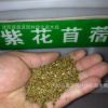 批發(fā)進(jìn)口牧草種子 多年生紫花苜蓿 紫花苜蓿三得利種子 巨人201+Z