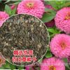 實體店批發(fā)進(jìn)口草花種子 百日花 百日草種子 單色百日草