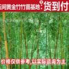 專業(yè)批發(fā)綠化竹子 北方耐寒竹子 碧玉間黃金竹
