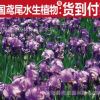 批發(fā) 德國(guó)鳶尾 水生植物 水生花卉 池塘綠化造景 挺水植物