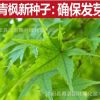 公司批發青楓種子 青楓樹種子 雞爪楓 落葉小喬木 苗木種子