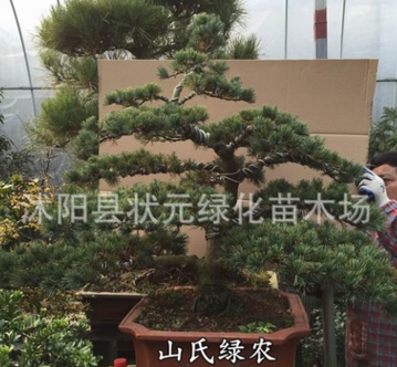 實(shí)拍大阪松盆景古樁實(shí)物 盆景樹(shù)樁造型 宮島大阪松盆景