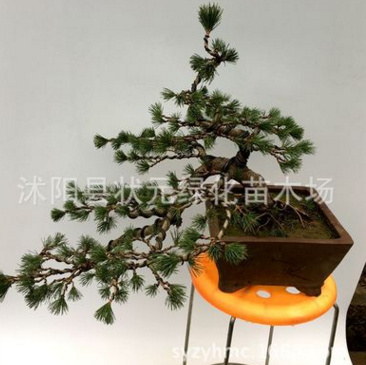 實(shí)拍臨水式五針?biāo)膳杈皹?shù)樁 懸崖式五針?biāo)膳杈?室內(nèi)外盆栽綠植