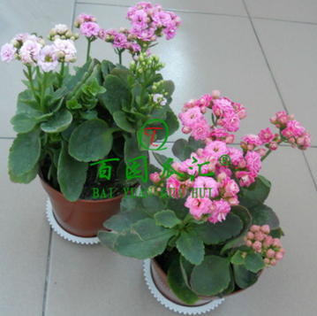 室內(nèi)綠植 長壽花重瓣苗 長壽花苗 長壽花盆栽 多肉植物 防輻射