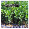 苗圃直銷海桐苗 海桐球 桿直分叉多冠型優(yōu)美勻稱 一級苗規(guī)格齊全