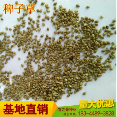 批發(fā)鳥食種子 牧草草籽鸚鵡文鳥芙蓉鳥珍珠鳥黃雀玉鳥常溫播種