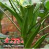 批發(fā)蔬菜 黃秋葵種子 補(bǔ)腎菜 黃秋葵秋葵 四季播 特色蔬菜