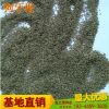 批發(fā)草坪種子 直銷百慕大爬根絆根草狗牙根綠化植被
