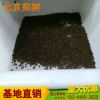產(chǎn)地批發(fā)欒樹種子 欒樹小苗