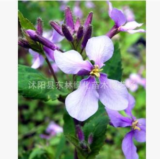 基地銷售草本植物二月蘭 花色純正 質(zhì)量保證 量大價(jià)優(yōu)