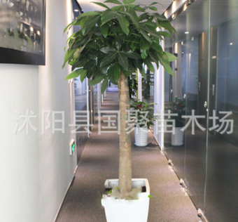 發(fā)財(cái)樹(shù)盆景 獨(dú)桿發(fā)財(cái)樹(shù) 麻花辨發(fā)財(cái)樹(shù) 興旺植物 盆栽大發(fā)財(cái)樹(shù)