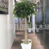 發(fā)財樹盆景 獨(dú)桿發(fā)財樹 麻花辨發(fā)財樹 興旺植物 盆栽大發(fā)財樹