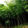 基地批發(fā)優(yōu)質(zhì)生態(tài)竹子 食用竹子 綠化工程竹子