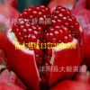 苗木基地批發(fā) 石榴 80公分高左右 花紅果大甜