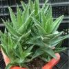 批發(fā)供應(yīng)迷你盆栽植物 不夜城蘆薈 室內(nèi)盆栽