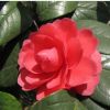 供應(yīng)各種苗木 種苗 種子 基地直銷優(yōu)質(zhì)茶梅苗