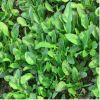 批發(fā) 零售 菠菜種子