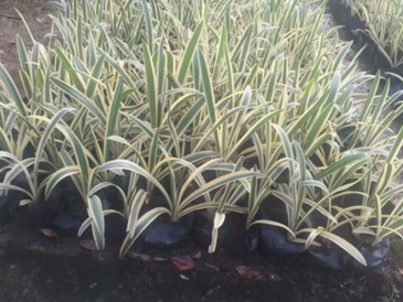 花葉蜘蛛蘭　 南方地被　報(bào)價(jià)　市政苗木　植物　苗木