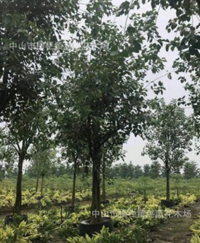 菩提榕　大喬木　30分　行道樹　庭園樹　苗木工程　植物報(bào)價(jià)