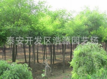 道路綠化 優(yōu)質(zhì)苗木國槐 速生國槐國槐價格