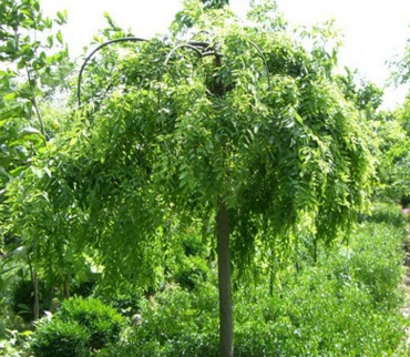 專業(yè)供應綠化樹木國槐樹速生國槐大小規(guī)格齊全價格優(yōu)惠