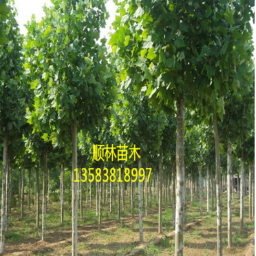 出售山東法桐樹(shù)苗 適應(yīng)性強(qiáng)速生法桐樹(shù)苗 質(zhì)優(yōu)價(jià)廉速生法桐$