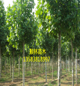 批量供應(yīng)現(xiàn)挖法桐樹(shù)苗 長(zhǎng)勢(shì)茂盛法桐樹(shù)苗 量大優(yōu)惠$