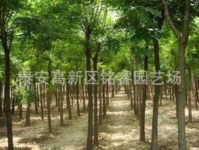 國(guó)槐 山東2米高國(guó)槐價(jià)格 泰安國(guó)槐批發(fā) 金枝國(guó)槐哪里買