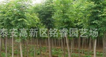 國(guó)槐山東國(guó)槐價(jià)格3-9公分國(guó)槐哪里賣泰安國(guó)槐批發(fā)綠化苗木