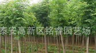 國(guó)槐苗哪里買國(guó)槐苗價(jià)格國(guó)槐苗批發(fā)國(guó)槐苗大型基地