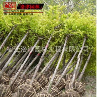 黃金槐樹(shù)苗 金枝槐速生國(guó)槐苗批發(fā)8公分10厘米粗3厘米