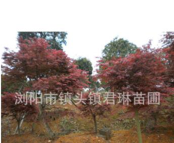供應綠化苗木紅楓 美國紅楓 紅楓小苗 規(guī)格齊全 喬木