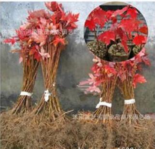批發(fā)美國紅楓小苗中國紅楓樹苗日本紅楓規(guī)格齊全地栽苗秋火焰