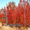 美國(guó)紅楓樹苗 行道樹綠化苗木