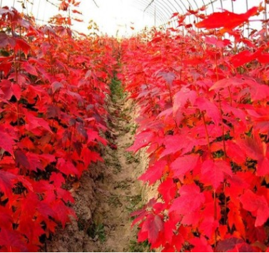 批發(fā)進口紅楓種子 美國紅楓種子 日本紅楓種子 正宗紅楓種子