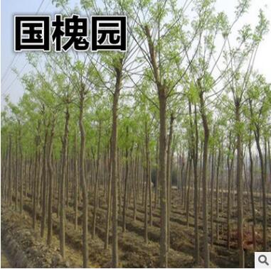 基地直銷國槐 槐樹、蕊、豆、白、細(xì)槐 冠型優(yōu)美成活率高 價(jià)格低