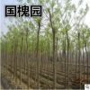 基地直銷國槐 槐樹、蕊、豆、白、細槐 冠型優(yōu)美成活率高 價格低