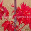 日本紅楓苗批發 園林綠化苗木 紅楓小苗 觀葉類 移植 樹苗基地