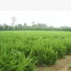 供應(yīng)龍柏苗木,工程常規(guī)用苗，長青龍柏苗木--綠化苗木