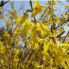 供應(yīng)連翹花 黃老虎 黃花連翹苗木--綠化苗木