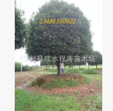供應桂花樹10-55公分 桂林桂花樹 廣西桂花樹 大桂花樹 優(yōu)質(zhì)